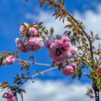 Čerešňa okrasná (Prunus serrulata) ´KIKU SHIDARE´ (sakura) - 200-250cm, obvod kmeňa 6/8 cm,kont. C15L